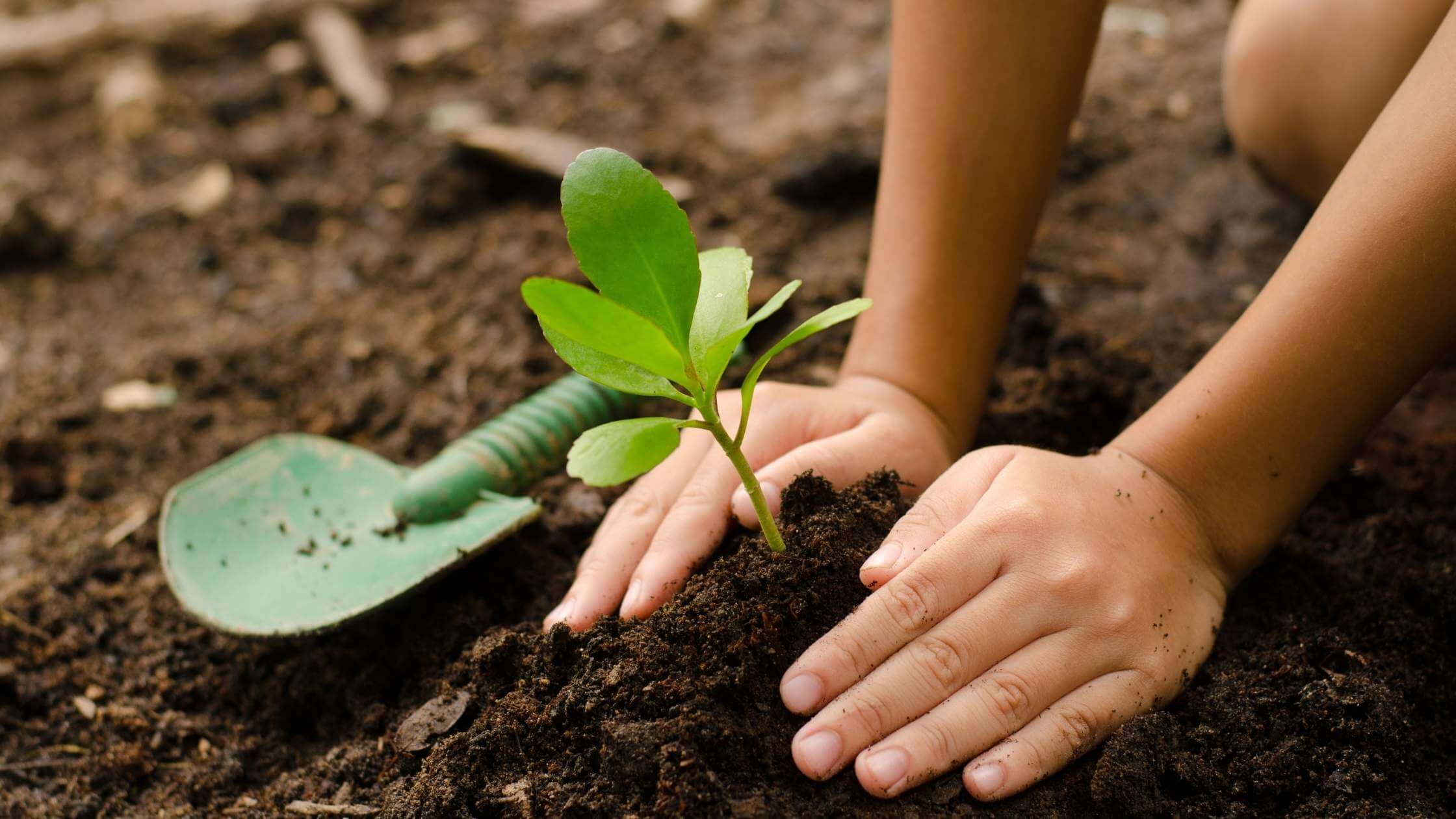 hands planting seedling in dirt