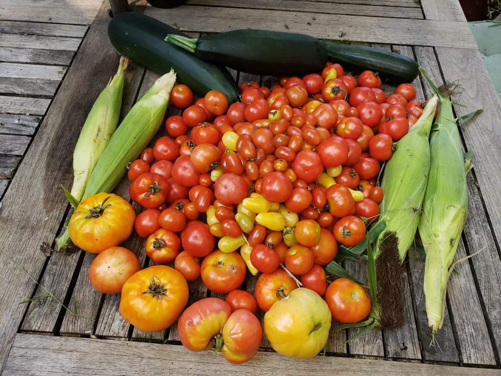 Pile of tomatoes and four ears of corn