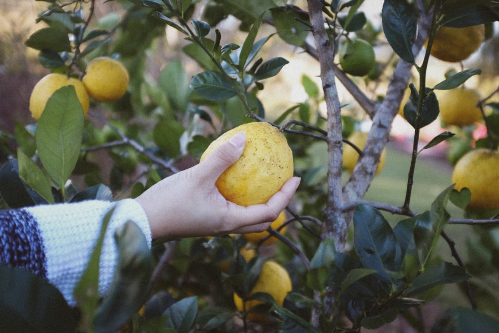 hand picking grapefruit from a tree