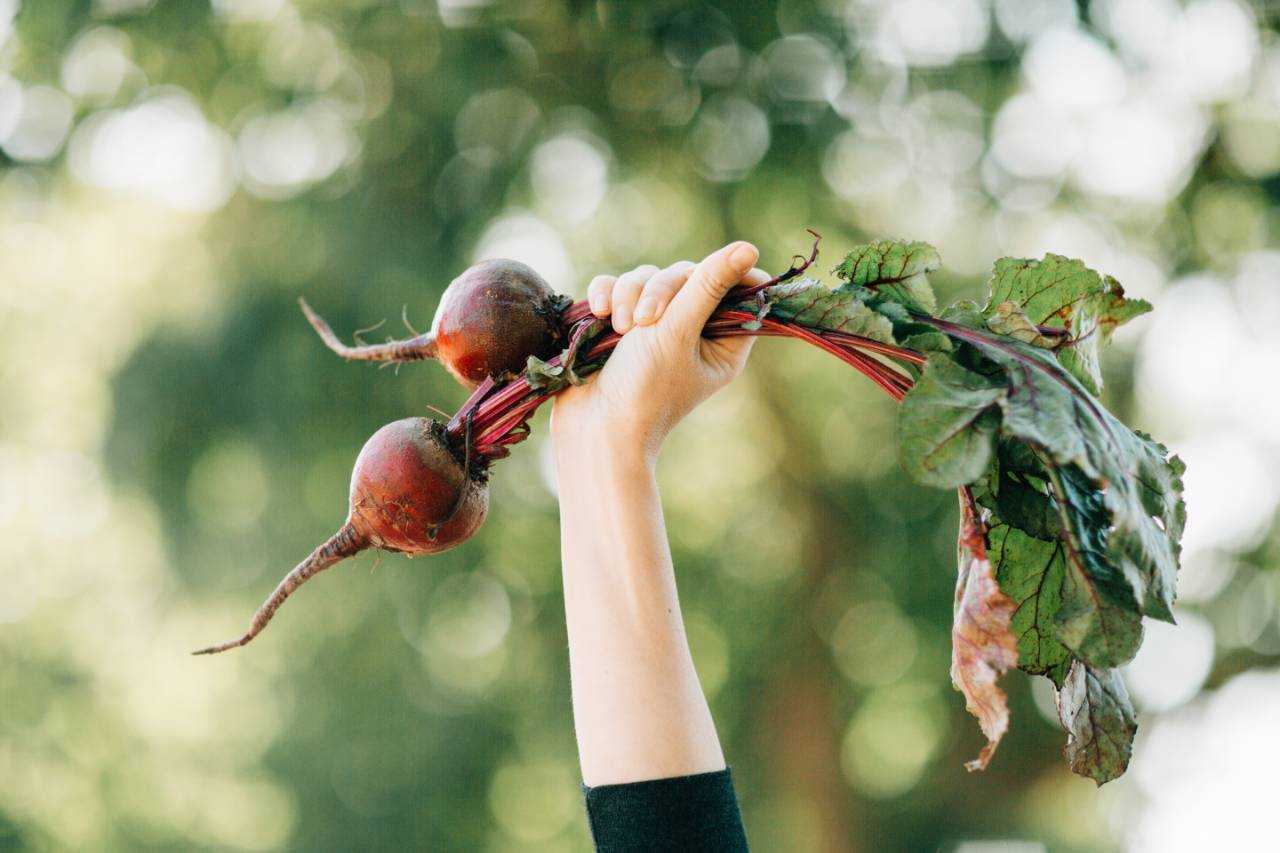 hand holding up two red beets