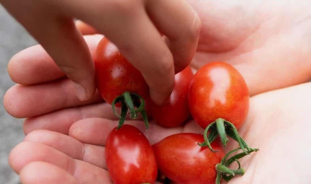 hand reaching for small tomatoes in other persons cupped hands