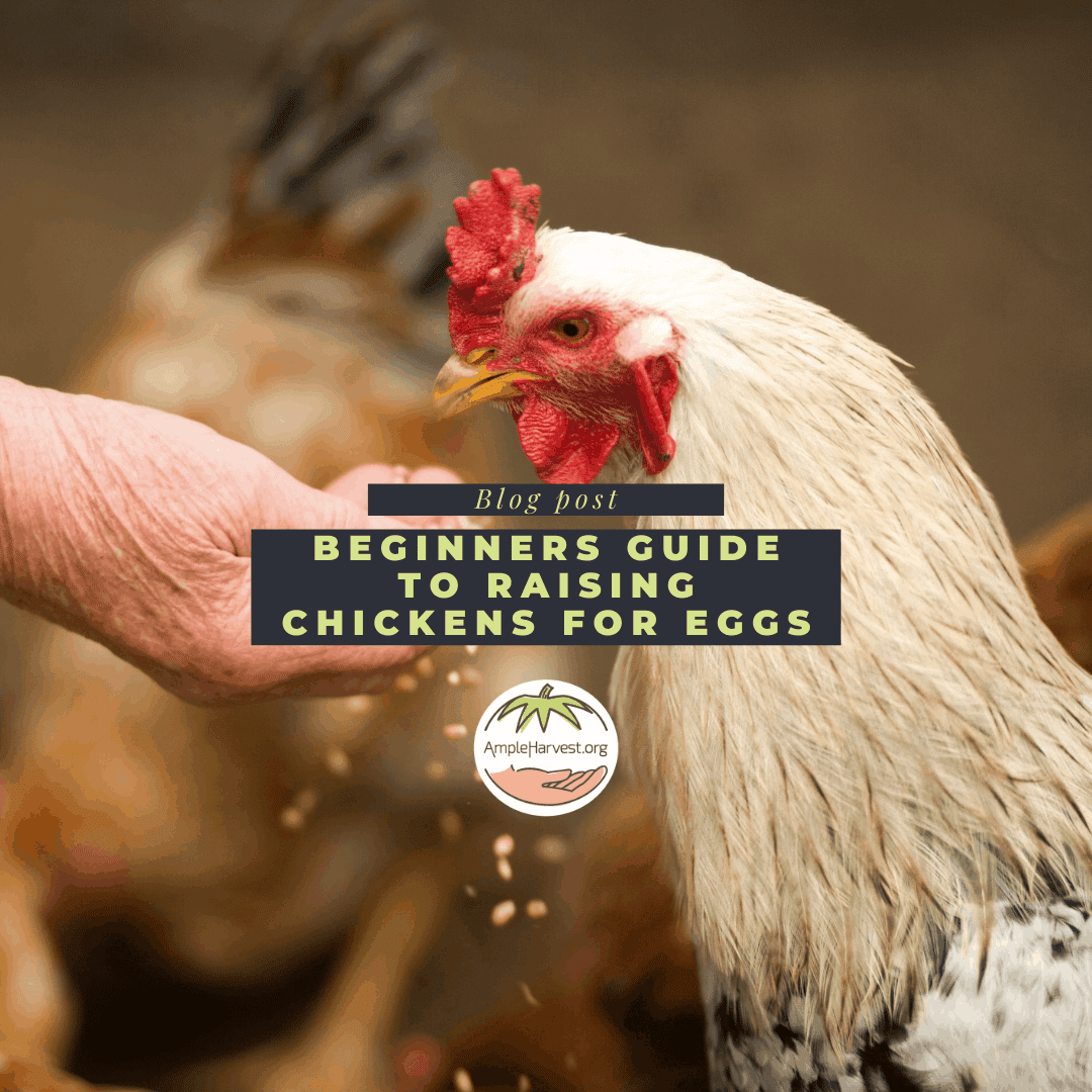 Beginners Guide To Raising Chickens For Eggs 