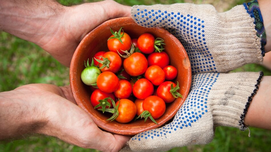 two pairs of hands holding bowl of tomatoes