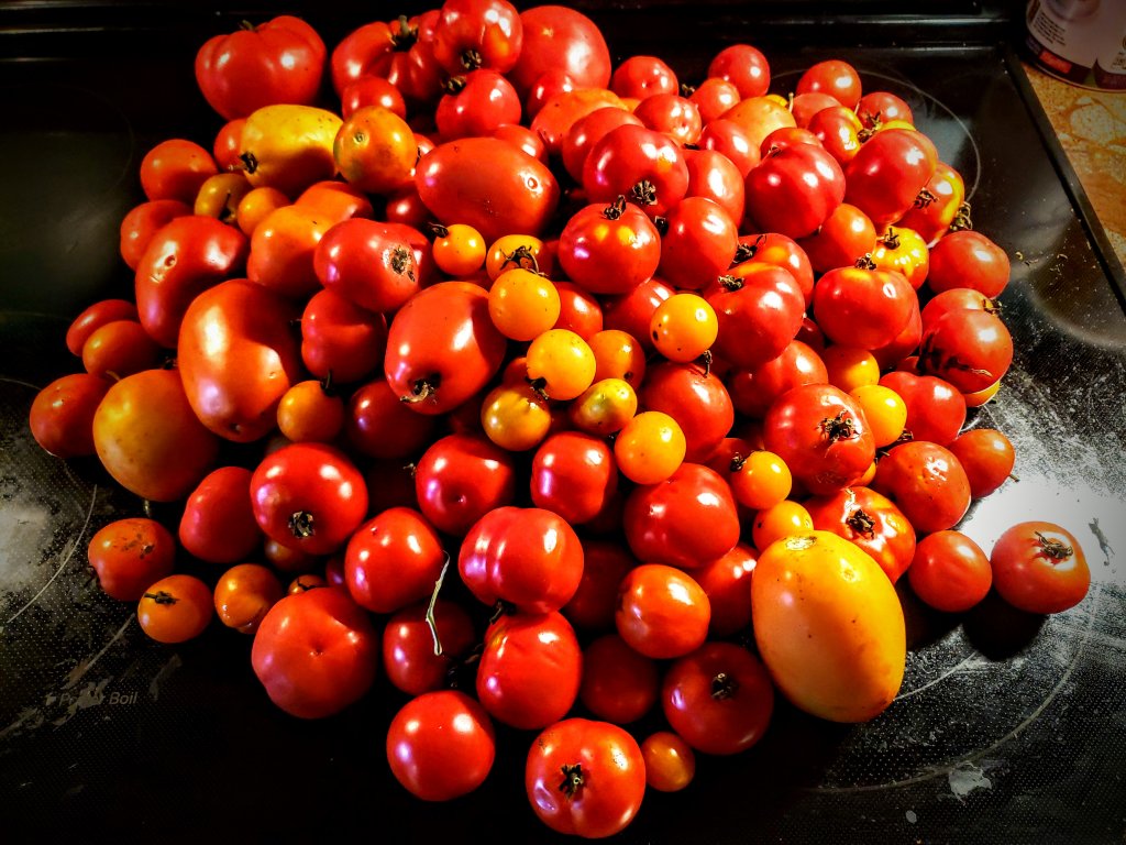 over 50 red tomatoes in a pile