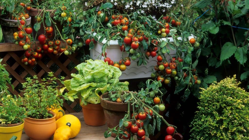 Balcony garden with many ripe tomato plants