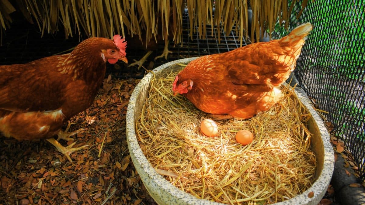 How Raising Chickens Can Help Reduce Food Waste and Provide Fresh Eggs ...