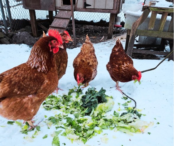 How Raising Chickens Can Help Reduce Food Waste and Provide Fresh Eggs ...